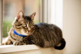 No More Fur Piles: How a Touchless Vacuum Dustpan Saves Pet Parents